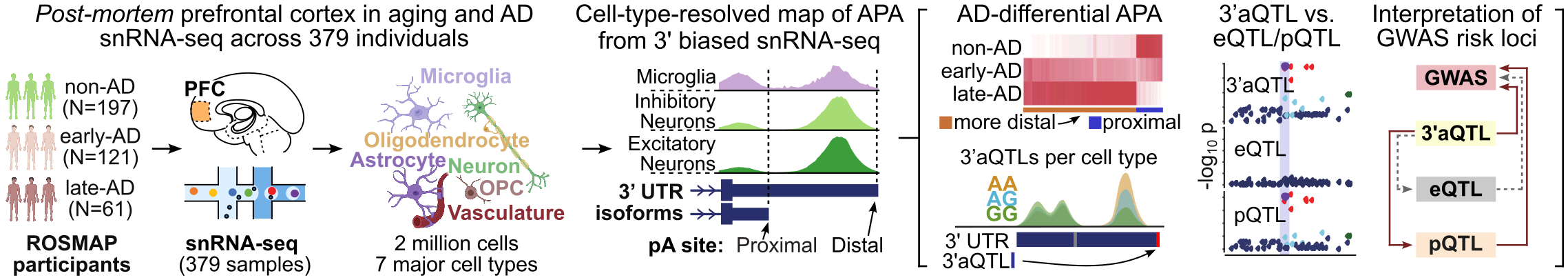 snRNA-seq profiling overview